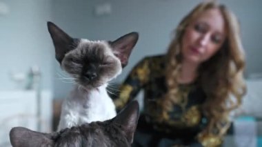 Woman playing with tortoiseshell Devon Rex cat . High quality 4k footage