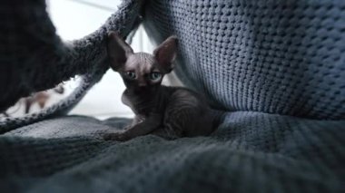 Brown Devon Rex cat sitting inside a cat house. High quality 4k footage