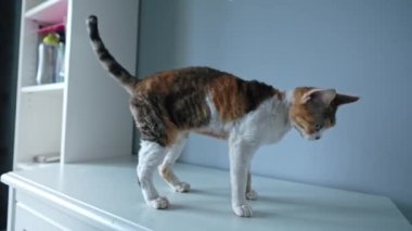 Calico Devon Rex cat in full growth. High quality 4k footage