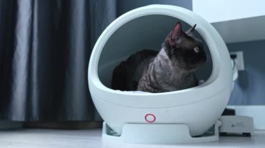 Devon Rex cat inside round-shaped house with thermoregulation. High quality 4k footage