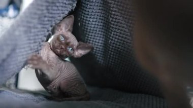 Brown Devon Rex cat sitting inside a cat house. High quality 4k footage