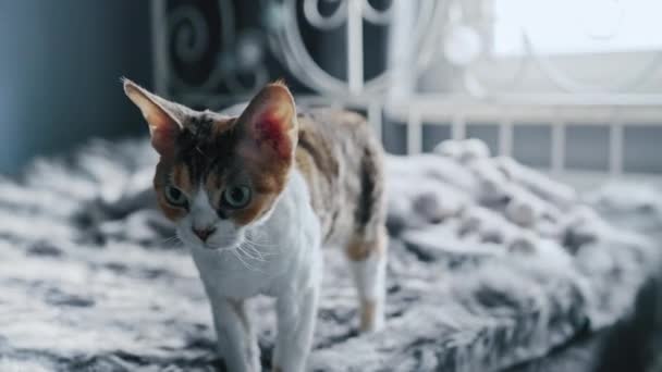 ベッドの上にチョコレートデヴォン レックスの猫を指します 高品質4K映像 — ストック動画