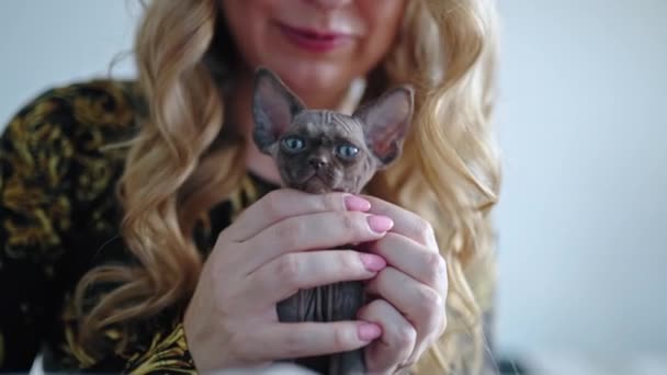 Woman Stroking Pointed Chocolate Devon Rex Cat High Quality Footage — Vídeo de Stock