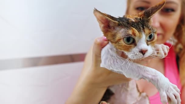 Woman Holding Wet Devon Rex Cat Giving Him Shower High — Stockvideo