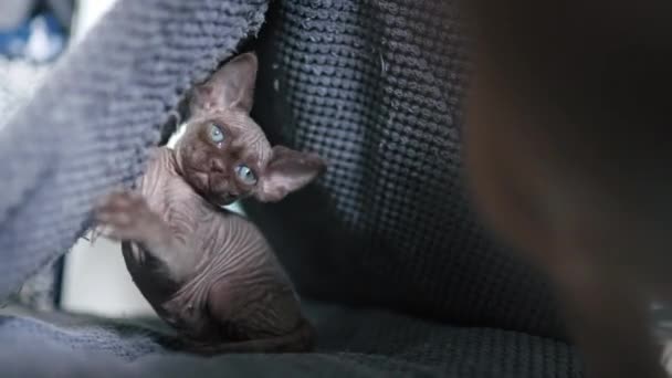 Brown Devon Rex Cat Sitting Cat House High Quality Footage — Stok video