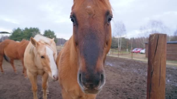 Chestnut Colored Horse Looking Straight Camera Other Horse Standing Next — Stockvideo
