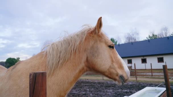 Horse Slowly Turns Camera Background White Building Blue Roof High — Wideo stockowe