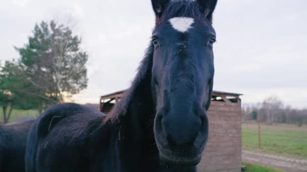 Friesian Horse Head Profile Horses Mane Extends Top Head End — Stok video