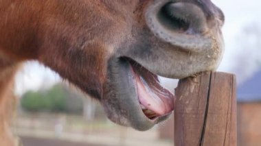  The horse is trying to gnaw through a wooden fence.The horse is colored cheastnut. Extreme close-up. High quality 4k footage