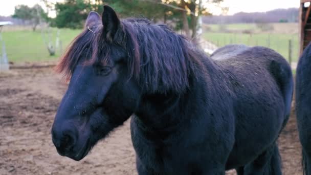 Маленький Чорний Фризький Кінь Стоїть Спеціальній Ручці Середній Постріл Вулиці — стокове відео