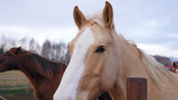 Horse Curiously Looks Camera Next Him Him Stands Darker Horse — Stockvideo
