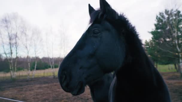 Shot Shows Majestic Friesian Horse While Another Black Horse Emerges — Stok video