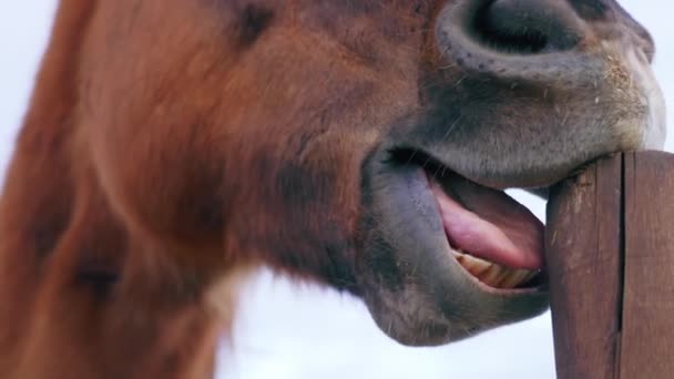 Shots Teeth Horse Horse Tries Scratch Wood Horse Colored Cheastnut — Stockvideo