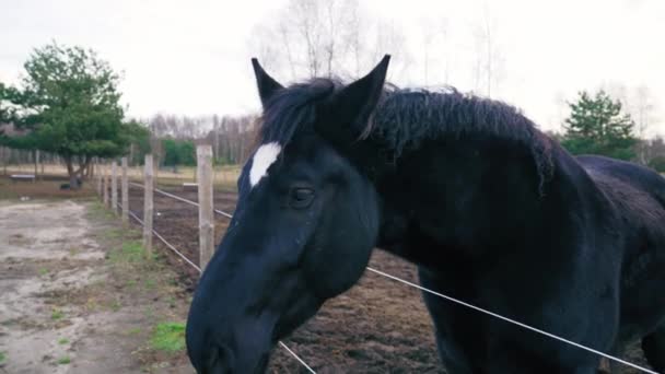 Взрослая Чёрно Фризская Лошадь Белым Пятном Посередине Головы Лошадь Дворе — стоковое видео