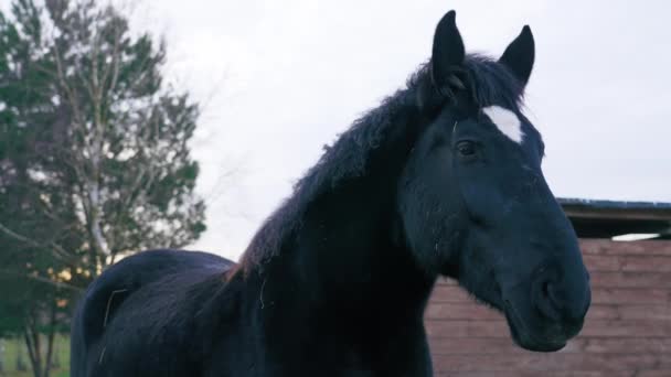 黒いフリースラントの馬の屋外撮影 接近中だ 馬の頭の上に白い斑点 高品質4K映像 — ストック動画