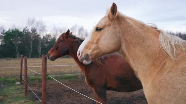 Two Horses Two Different Colors Standing One Them Dark Brow — Wideo stockowe