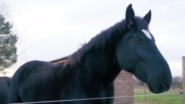 The big black Friesian horse look at the camera. Outdoor. Close up. . High quality 4k footage