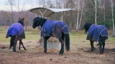 The three black horses are wearing a blue cape. They are standing next to their food outside. Full shot. High quality 4k footage
