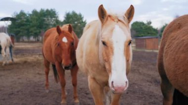 Four horses on the shot. Two of them are looking at the camera. Three are the color of chestnut. They are outside. High quality 4k footage