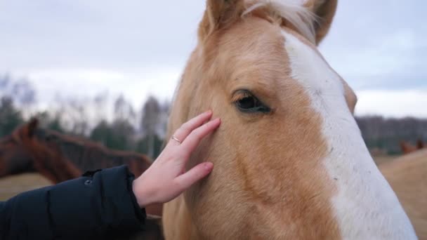 Horses Head Stroked Hand Human Hand Has Ring High Quality — Stock video