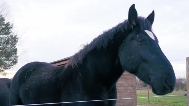 Большая Чёрная Фризская Лошадь Смотрит Камеру Улице Закрывай Высококачественные Кадры — стоковое видео