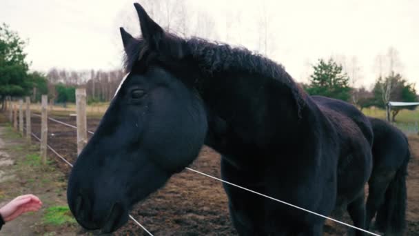 Shot Shows Attempt Stroke Horse Someones Hands Horse Black Friesian — Αρχείο Βίντεο