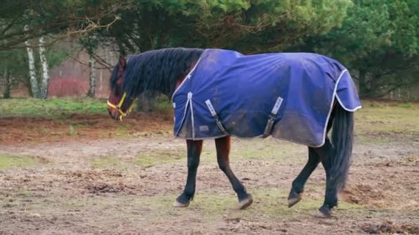 One Horse Blue Cape Walking Horse Paddock Trees Full Shot — Αρχείο Βίντεο