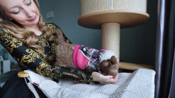 Woman Putting Clothes Devon Rex Cat High Quality Footage — 비디오