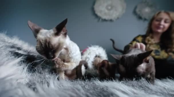 Pointed Chocolate Devon Rex Cat Licking Its Paws High Quality — Stockvideo