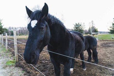 Friesian horse after a while another black horse emerges from behind his back. High quality photo