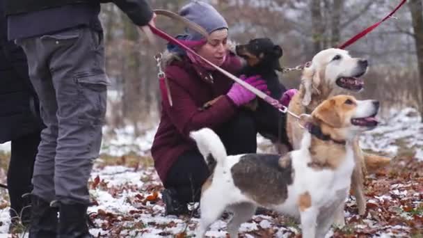 避難所の犬を歩くボランティアのグループ 高品質4K映像 — ストック動画