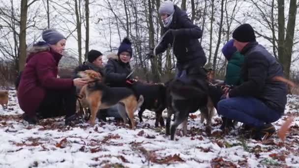 Group Volunteers Walking Out Shelter Dogs High Quality Footage — Vídeo de stock