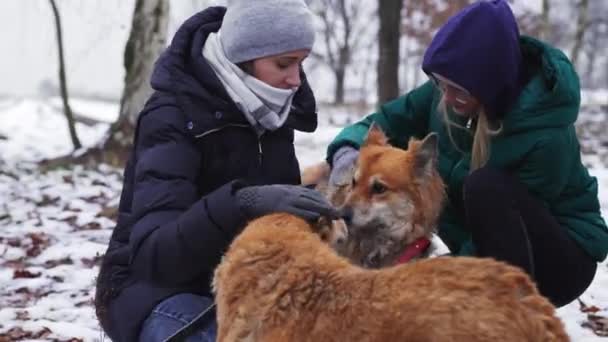 Group Volunteers Walking Out Shelter Dogs High Quality Footage — Video