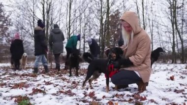 Volunteers from dog shelter on a walk with rescued stray dogs. High quality 4k footage