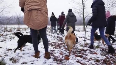 Volunteers from dog shelter on a walk with rescued stray dogs. High quality 4k footage
