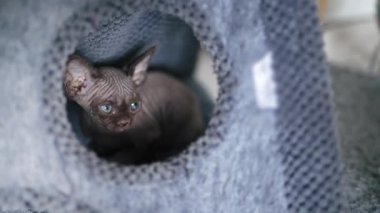Kitten of Devon Rex breed. High quality 4k footage