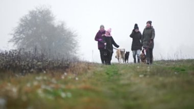 Volunteers from dog shelter on a walk with rescued stray dogs. High quality 4k footage
