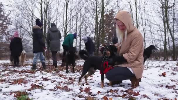 Volunteers Dog Shelter Walk Rescued Stray Dogs High Quality Footage — Wideo stockowe