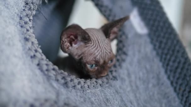 Kitten Devon Rex Breed High Quality Footage — Stockvideo