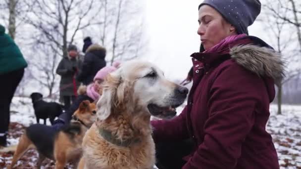 Volunteers Dog Shelter Walk Rescued Stray Dogs High Quality Footage — Stock video