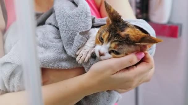 Woman Washing Cat Devon Rex Pedigree Shower High Quality Footage — Αρχείο Βίντεο