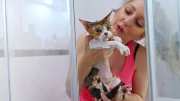 Woman Washing Cat Devon Rex Pedigree Shower High Quality Footage — Video