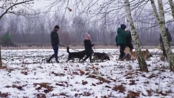 Добровольці Притулку Собак Прогулянці Врятованими Бродячими Собаками Високоякісні Кадри — стокове відео