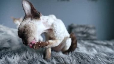 Tabby pointed Devon Rex cat licking and grooming her paws on a bedroom bed. High quality 4k footage