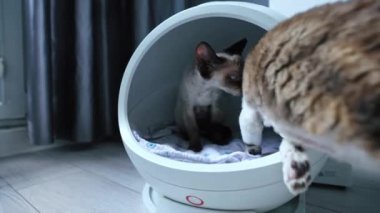Two colored Devon Rex cats sitting in a modern heated round cat bed. High quality 4k footage