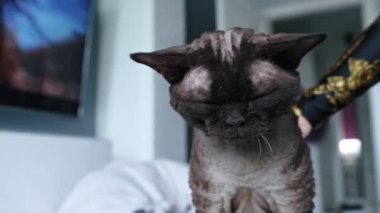 Kadın, yaşlı gri Devon Rex 'in elini okşuyor. Yüksek kalite 4k görüntü