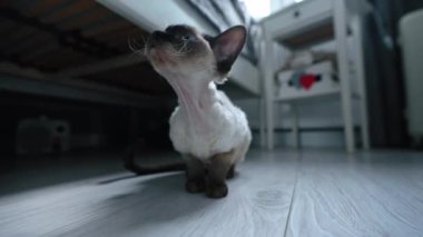 Tekir, Devon Rex 'in mavi gözlü kedisini yere oturttu. Yüksek kalite 4k görüntü