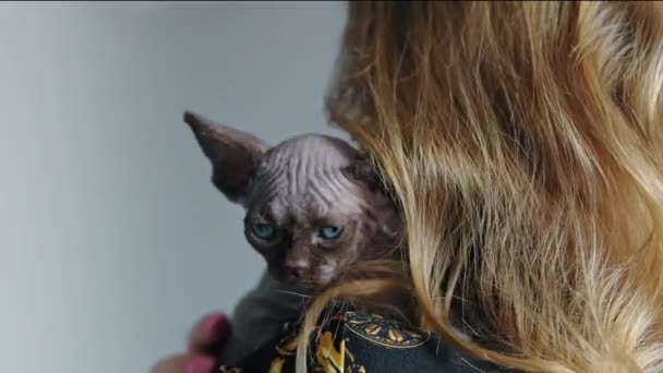 Back View Woman Holding Little Devon Rex Kitten Her Chest — Stok video