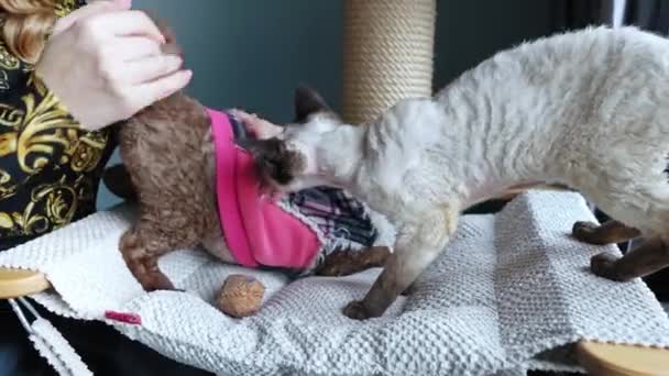 Μια Γυναίκα Χαϊδεύει Δύο Γάτες Ντέβον Ρεξ Παίζοντας Μαζί Τους — Αρχείο Βίντεο