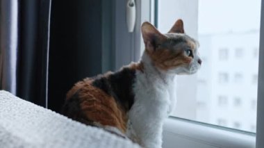 Back view of calico Devon Rex cat looking outside through the window . High quality 4k footage